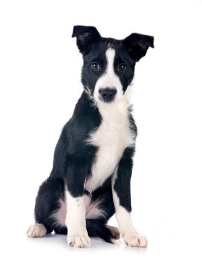 Beyaz arka plan önünde köpek yavrusu kenar kömür ocağı