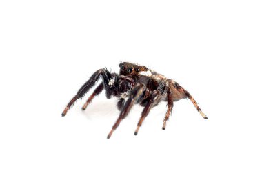 Beyaz arkaplan önünde Carrhotus xanthomma