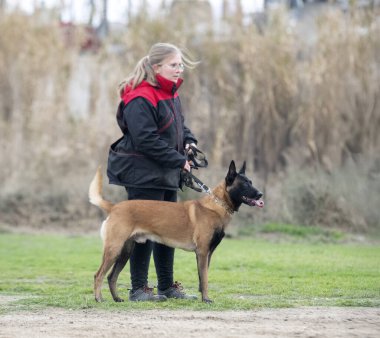 Genç Belçikalı çoban köpeği doğada güvenlik eğitimi alıyor.