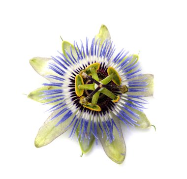 Beyaz arka planda Passiflora bitkisi