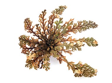 Beyaz arkaplan önünde Eriha gülü