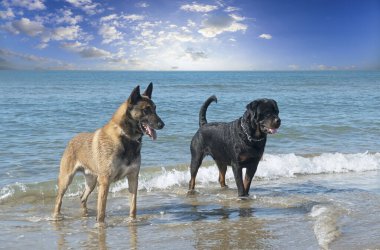 Genç Rottweiler ve Malinois sahilde