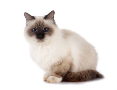 Birman Cat beyaz arkaplanının önünde