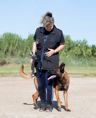 young belgian shepherd training in the nature for security clipart