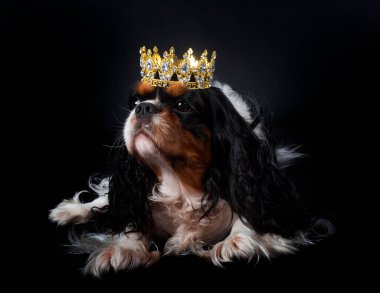 Cavalier king charles önünde siyah arka plan