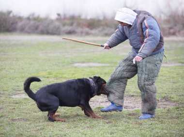 Genç Rottweiler koruma sporu ve polis eğitimi alıyor.