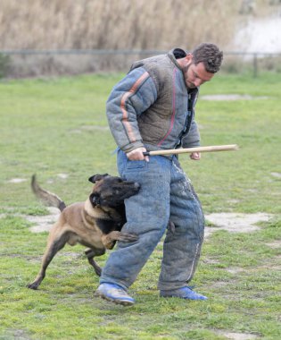 Genç Belçikalı çoban köpeği doğada güvenlik eğitimi alıyor.