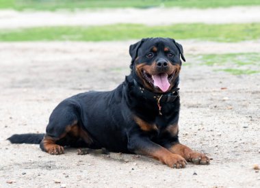 Genç Rottweiler koruma sporu ve polis eğitimi alıyor.
