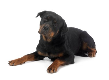 Beyaz arkaplan önünde safkan rottweiler