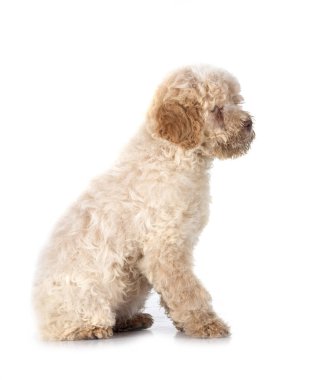 Beyaz arkaplanda Romagna Su Köpeği