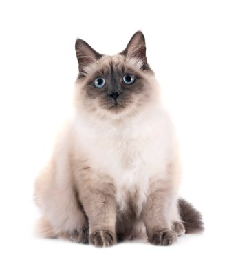 Beyaz arkaplan önünde Sibirya kedisi