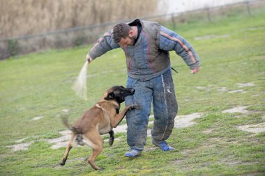 Genç Belçikalı çoban köpeği doğada güvenlik eğitimi alıyor.