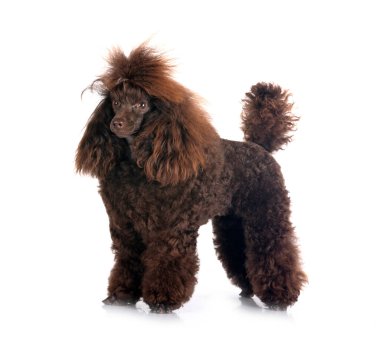 Beyaz arka plan önünde kahverengi fino köpeği