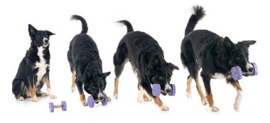 Beyaz arkaplan önünde genç sınır çobanı