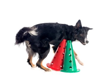 Beyaz arkaplan önünde genç sınır çobanı