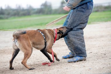 Genç Belçikalı çoban köpeği doğada güvenlik eğitimi alıyor.