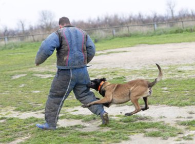 Genç Belçikalı çoban köpeği doğada güvenlik eğitimi alıyor.