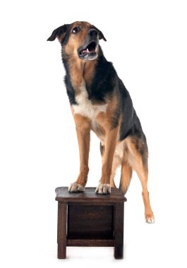 Alman çoban köpeği melezleri beyaz arka planda karıştırıyor.