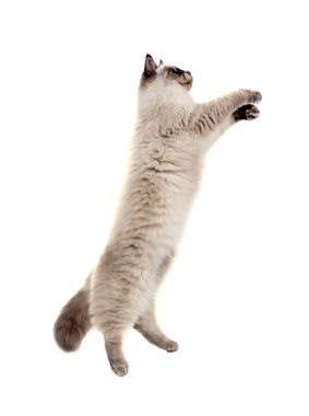 Beyaz arkaplan önünde Sibirya kedisi