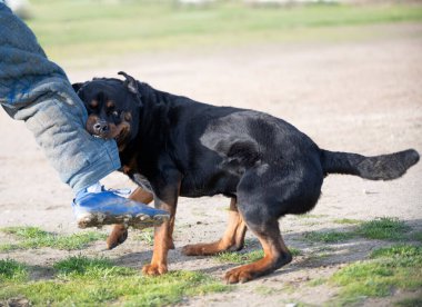 Genç Rottweiler doğada güvenlik eğitimi alıyor.