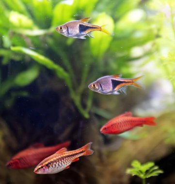 rasbora heteromorpha Akvaryumdaki bitkilerin önünde