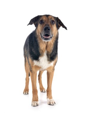 Alman çoban köpeği melezleri beyaz arka planda karıştırıyor.