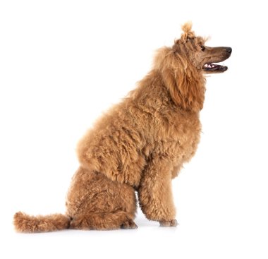 Beyaz arka plan önünde standart kaniş