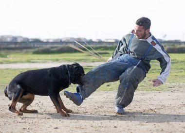 Genç Rottweiler doğada güvenlik eğitimi alıyor.