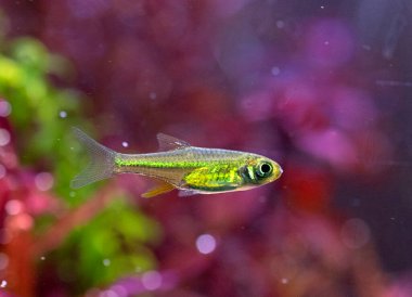 Yerleştirilen tankın önünde