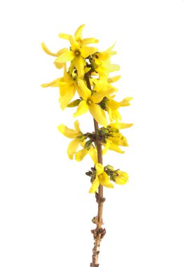 Beyaz arkaplan önünde çömlek içinde ağaç ya da bitki