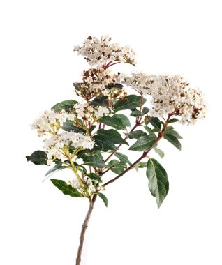 Beyaz arkaplan önünde Viburnum tinus