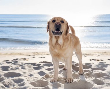 Yetişkin Labrador Retriever yazın plajda