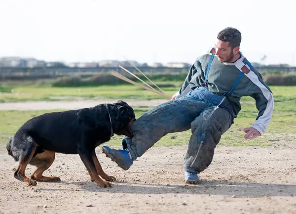 Genç Rottweiler doğada güvenlik eğitimi alıyor.