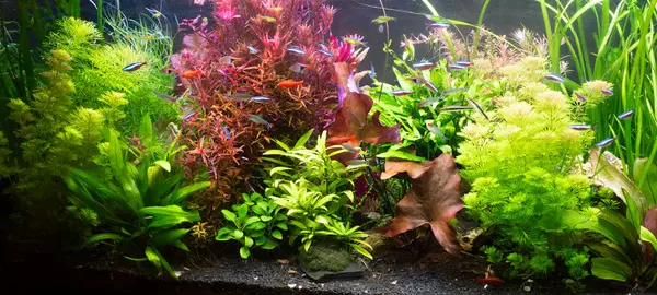 Bir sürü bitkisi olan bir akvaryumun fotoğrafı