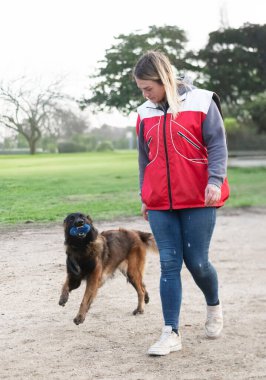 Genç Belçikalı çoban köpeği doğada güvenlik eğitimi alıyor.