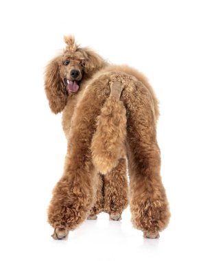 Beyaz arka plan önünde standart kaniş