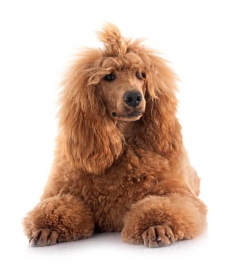 Beyaz arka plan önünde standart kaniş