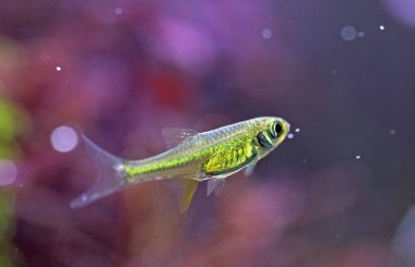 Mikro devario kubotai yerleştirilmiş tankın önünde