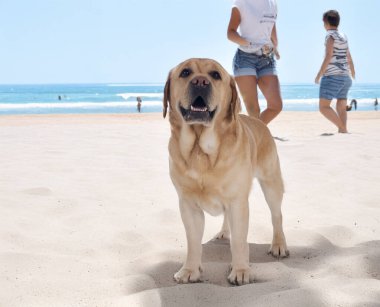 Yetişkin Labrador Retriever yazın plajda
