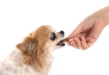 Beyaz arka planda küçük bir chihuahua