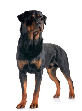Beyaz arkaplan önünde safkan rottweiler