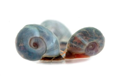 Beyaz arkaplan önünde ramshorn salyangozları
