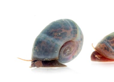 Beyaz arkaplan önünde ramshorn salyangozları