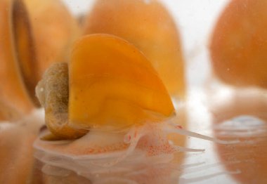 Beyaz arkaplan önünde yello Pomacea