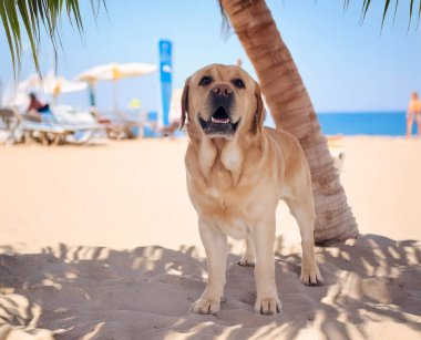 Yetişkin Labrador Retriever yazın plajda