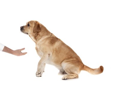 Beyaz arkaplan önünde yetişkin labrador retriever