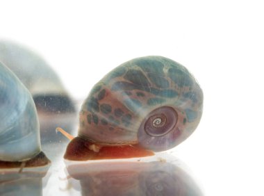 Beyaz arkaplan önünde ramshorn salyangozları