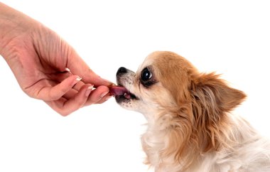 Beyaz arka planda küçük bir chihuahua