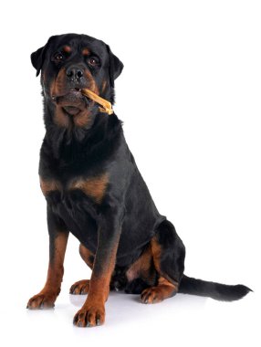 Beyaz arkaplan önünde safkan rottweiler