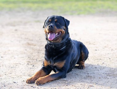 Genç Rottweiler doğada güvenlik eğitimi alıyor.